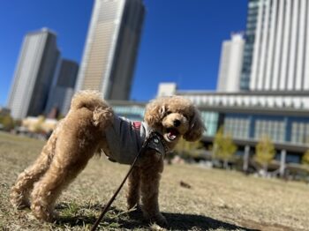 新年のご挨拶